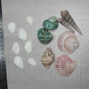 Sea Shell Collection - 13 Piece Craft & Jewelry Set